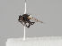  (Agromyza graminicola - KWi-1178)  @11 [ ] CreativeCommons - Attribution Non-Commercial (2018) Marko Mutanen University of Oulu