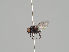  ( - KWi-1197)  @11 [ ] CreativeCommons - Attribution Non-Commercial (2018) Marko Mutanen University of Oulu