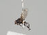  (Cerodontha venturii - KWi-1203)  @11 [ ] CreativeCommons - Attribution Non-Commercial (2018) Marko Mutanen University of Oulu