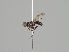  ( - KWi-1205)  @11 [ ] CreativeCommons - Attribution Non-Commercial (2018) Marko Mutanen University of Oulu