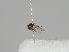  (Agromyza sulfuriceps - KWi-1211)  @11 [ ] CreativeCommons - Attribution Non-Commercial (2018) Marko Mutanen University of Oulu