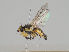  (Cerodontha hennigi - KWi-1219)  @11 [ ] CreativeCommons - Attribution Non-Commercial (2018) Marko Mutanen University of Oulu