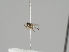  (Liriomyza canescens - KWi-1223)  @11 [ ] CreativeCommons - Attribution Non-Commercial (2018) Marko Mutanen University of Oulu