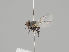  (Phytomyza albipennis - KWi-1241)  @11 [ ] CreativeCommons - Attribution Non-Commercial (2018) Marko Mutanen University of Oulu