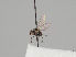  ( - KWi-1242)  @11 [ ] CreativeCommons - Attribution Non-Commercial (2018) Marko Mutanen University of Oulu