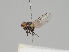  ( - KWi-1245)  @11 [ ] CreativeCommons - Attribution Non-Commercial (2018) Marko Mutanen University of Oulu