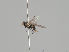  ( - KWi-1246)  @11 [ ] CreativeCommons - Attribution Non-Commercial (2018) Marko Mutanen University of Oulu
