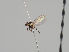  (Cerodontha inconspicua - KWi-1255)  @11 [ ] CreativeCommons - Attribution Non-Commercial (2018) Marko Mutanen University of Oulu
