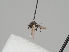  (Cerodontha morosa - KWi-1256)  @11 [ ] CreativeCommons - Attribution Non-Commercial (2018) Marko Mutanen University of Oulu