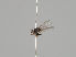  (Phytomyza adjuncta - KWi-1259)  @11 [ ] CreativeCommons - Attribution Non-Commercial (2018) Marko Mutanen University of Oulu
