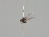  ( - KWi-1259)  @11 [ ] by-nc (2018) Marko Mutanen University of Oulu