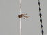  (Liriomyza occipitalis - KWi-1263)  @11 [ ] CreativeCommons - Attribution Non-Commercial (2018) Marko Mutanen University of Oulu