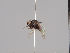  (Phyllomyza formicae - KWi-1361)  @11 [ ] CreativeCommons - Attribution Non-Commercial (2018) Marko Mutanen University of Oulu