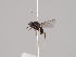  (Dicraeus nitidus - KWi-1393)  @11 [ ] CreativeCommons - Attribution Non-Commercial (2018) Marko Mutanen University of Oulu