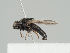  (Lipara pullitarsis - KWi-1404)  @11 [ ] CreativeCommons - Attribution Non-Commercial (2018) Marko Mutanen University of Oulu