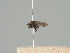  ( - KWi-1442)  @11 [ ] CreativeCommons - Attribution Non-Commercial (2018) Marko Mutanen University of Oulu