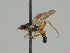  (Hexamitocera - KWi-1445)  @11 [ ] CreativeCommons - Attribution Non-Commercial (2018) Marko Mutanen University of Oulu