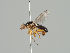  (Cetema neglectum - KWi-1454)  @14 [ ] CreativeCommons - Attribution Non-Commercial (2018) Marko Mutanen University of Oulu