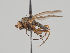  (Oecothea fenestralis - KWi-1472)  @11 [ ] CreativeCommons - Attribution Non-Commercial (2018) Marko Mutanen University of Oulu