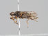  ( - KWi-1481)  @11 [ ] CreativeCommons - Attribution Non-Commercial (2018) Marko Mutanen University of Oulu
