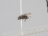  ( - KWi-1516)  @11 [ ] CreativeCommons - Attribution Non-Commercial (2018) Marko Mutanen University of Oulu