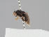  ( - KWi-1549)  @11 [ ] CreativeCommons - Attribution Non-Commercial (2018) Marko Mutanen University of Oulu