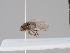  ( - KWi-1562)  @11 [ ] CreativeCommons - Attribution Non-Commercial (2018) Marko Mutanen University of Oulu