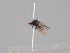  ( - KWi-1572)  @11 [ ] CreativeCommons - Attribution Non-Commercial (2018) Marko Mutanen University of Oulu