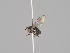  ( - KWi-1576)  @11 [ ] CreativeCommons - Attribution Non-Commercial (2018) Marko Mutanen University of Oulu