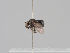  (Lytogaster abdominalis - KWi-1597)  @11 [ ] CreativeCommons - Attribution Non-Commercial (2018) Marko Mutanen University of Oulu