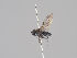  ( - KWi-1614)  @11 [ ] CreativeCommons - Attribution Non-Commercial (2018) Marko Mutanen University of Oulu