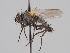  (Chirosia griseifrons - KWi-1626)  @11 [ ] CreativeCommons - Attribution Non-Commercial (2018) Marko Mutanen University of Oulu