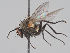  (Botanophila spinosa - KWi-1697)  @11 [ ] CreativeCommons - Attribution Non-Commercial (2018) Marko Mutanen University of Oulu