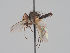  (Botanophila verticella - KWi-1698)  @11 [ ] CreativeCommons - Attribution Non-Commercial (2018) Marko Mutanen University of Oulu