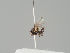  (Cerodontha scutellaris - KWi-1853)  @11 [ ] by-nc (2018) Marko Mutanen University of Oulu