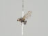 (Phytomyza spoliata - KWi-430)  @11 [ ] CreativeCommons - Attribution Non-Commercial (2018) Marko Mutanen University of Oulu