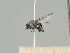  (Leucopis atritarsis - KWi-465)  @11 [ ] CreativeCommons - Attribution Non-Commercial (2018) Marko Mutanen University of Oulu