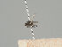  (Phytomyza spinaciae - KWi-466)  @11 [ ] CreativeCommons - Attribution Non-Commercial (2018) Marko Mutanen University of Oulu