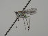  (Hydrophorus litoreus - KWi-476)  @11 [ ] CreativeCommons - Attribution Non-Commercial (2018) Marko Mutanen University of Oulu