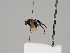  (Borophaga incrassata - KWi-506)  @11 [ ] CreativeCommons - Attribution Non-Commercial (2018) Marko Mutanen University of Oulu