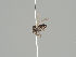  (Microsania pallipes - KWi-511)  @11 [ ] CreativeCommons - Attribution Non-Commercial (2018) Marko Mutanen University of Oulu