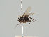  (Megaselia flavicoxa - KWi-521)  @11 [ ] CreativeCommons - Attribution Non-Commercial (2018) Marko Mutanen University of Oulu