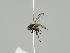  (Phytomyza rhabdophora - KWi-536)  @11 [ ] CreativeCommons - Attribution Non-Commercial (2018) Marko Mutanen University of Oulu