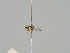  (Liriomyza tanaceti - KWi-561)  @11 [ ] CreativeCommons - Attribution Non-Commercial (2018) Marko Mutanen University of Oulu