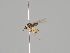  ( - KWi-614)  @11 [ ] CreativeCommons - Attribution Non-Commercial (2018) Marko Mutanen University of Oulu