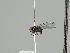  (Cerodontha geniculata - KWi-685)  @11 [ ] CreativeCommons - Attribution Non-Commercial (2018) Marko Mutanen University of Oulu