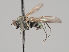  (Hydrophorus pectinatus - KWi-698)  @11 [ ] CreativeCommons - Attribution Non-Commercial (2018) Marko Mutanen University of Oulu