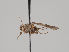  (Tephrochlamys steniusi - KWi-713)  @11 [ ] CreativeCommons - Attribution Non-Commercial (2018) Marko Mutanen University of Oulu