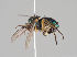  (Dolichopus latilimbatus - KWi-738)  @11 [ ] CreativeCommons - Attribution Non-Commercial (2018) Marko Mutanen University of Oulu