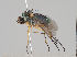  (Dolichopus simplex - KWi-744)  @15 [ ] CreativeCommons - Attribution Non-Commercial (2018) Marko Mutanen University of Oulu